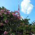 写真: 百日紅とタワー〜芝公園