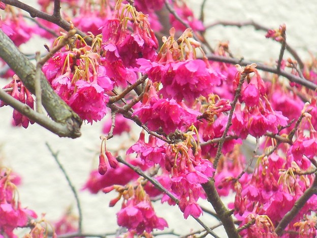 写真: 3月の桜〜寒緋桜