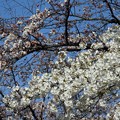 写真: 山桜とソメイヨシノ〜宿河原