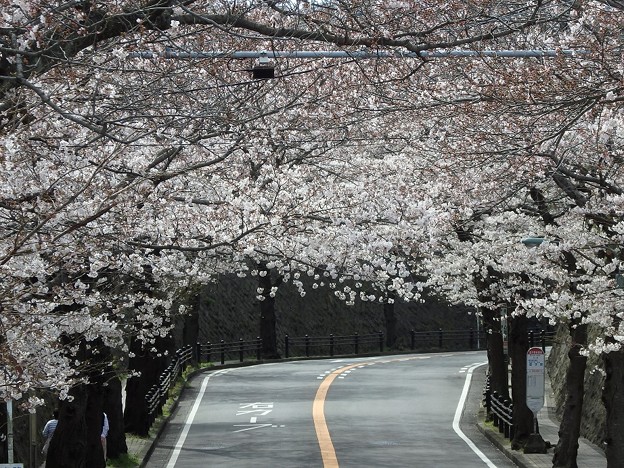 写真: 桜トンネル〜逗子市桜山