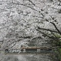 写真: 鎌倉の桜〜鶴岡八幡宮