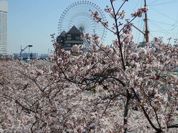 MM21の桜♪