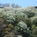 写真: 山桜〜逗子