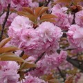写真: 八重桜〜横浜ビジネスパーク