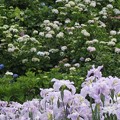 衣笠菖蒲園〜紫陽花も＾＾