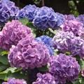 写真: 色づく紫陽花〜西明石