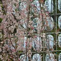 枝垂れ桜〜上野公園