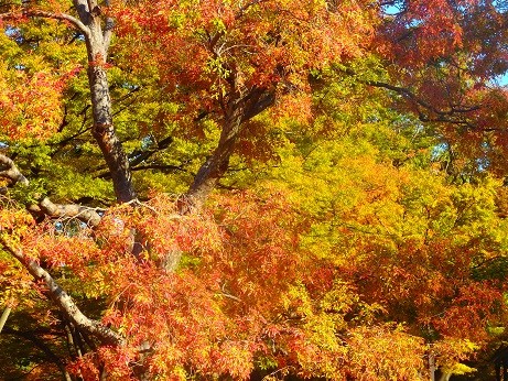 写真: 日比谷公園の紅葉＾＾