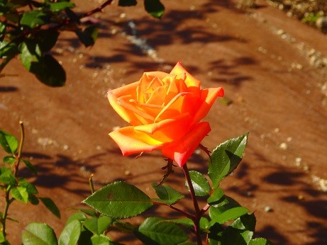 写真: オレンジの薔薇〜鶴舞公園