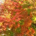 写真: 鎌倉の紅葉