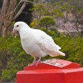 写真: 白鳩〜鶴ヶ丘八幡宮