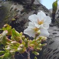 写真: 山桜開花＾＾逗子市