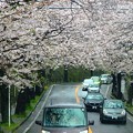 写真: 桜トンネル〜逗子市桜山
