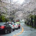 写真: 桜トンネル〜逗子市葉桜