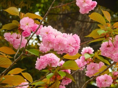 写真: 横浜公園〜八重桜