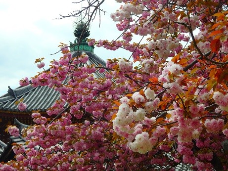 写真: 興福寺〜八重桜