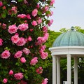 写真: 薔薇〜ヴェルニー公園