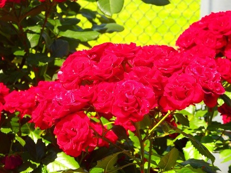 写真: 赤い薔薇〜横浜岡野公園