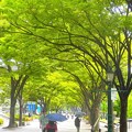 写真: 大阪市役所の欅並木＾＾