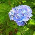 写真: 紫陽花〜芦ノ湖畔