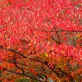 写真: 西明石〜紅葉もキレイな桜
