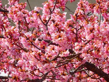写真: 清水の河津桜