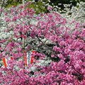 写真: 桜〜上野公園