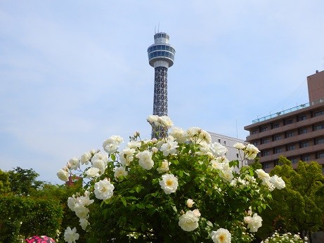 写真: 薔薇〜山下公園