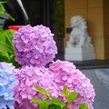 写真: 紫陽花〜ペニュンシュラ