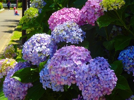 写真: 紫陽花〜横浜岡野公園