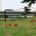 写真: 河川敷の彼岸花〜多摩川