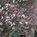 写真: 梅と桜〜蘆花記念館