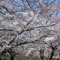 写真: 稲荷山公園の桜
