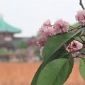 写真: 八重桜〜上野公園