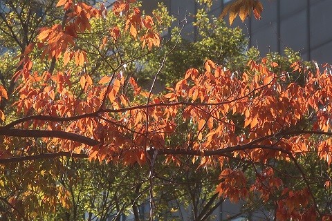 写真: 紅葉〜大森　水神公園