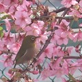 写真: 桜ジロ〜新宿中央公園