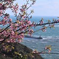 写真: 披露山の河津桜