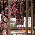 写真: 鐘楼としだれ桜