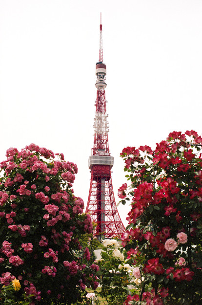 写真: お花畑に聳えるテレビ塔。