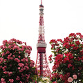 写真: お花畑に聳えるテレビ塔。