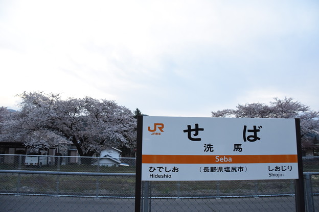 写真: 洗馬駅の桜