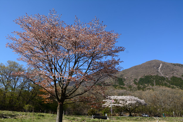 写真: 桜残る高原