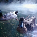 写真: 鴨と一緒に入浴中