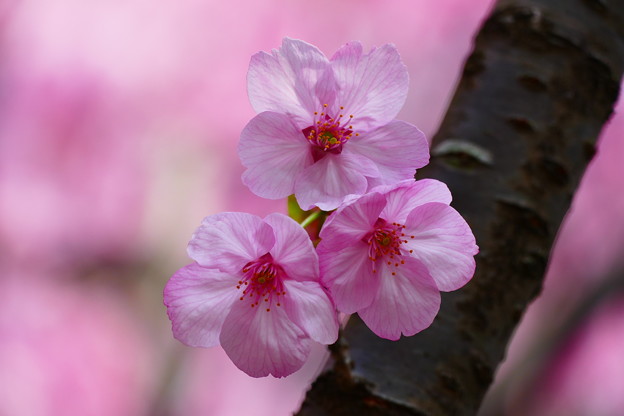 写真: ピンクの桜