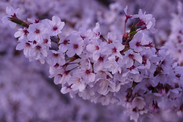 写真: 夕方の桜