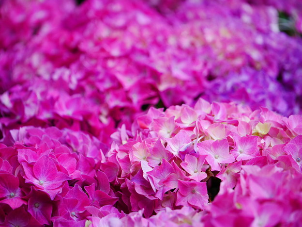 写真: ピンク色紫陽花