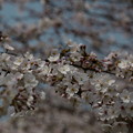 ふんわり桜咲く