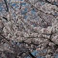 写真: 桜と少しだけ青空