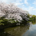 写真: 早朝の桜と池
