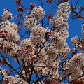 写真: もうすぐ散りゆく桜